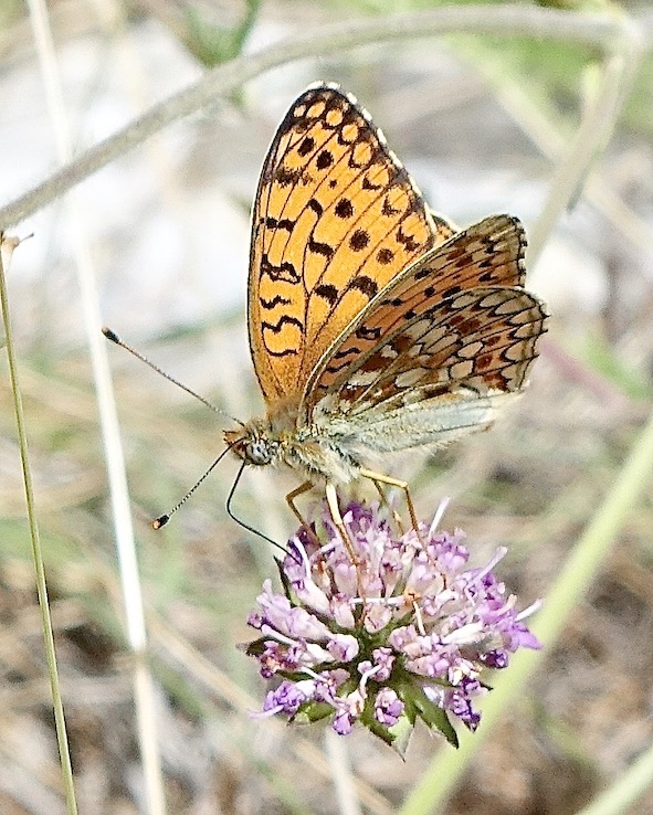 Niobe fritillary